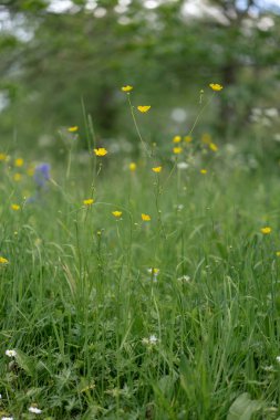 Çimlerde sarı çiçekler