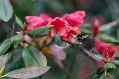 Bahçedeki pembe çiçek