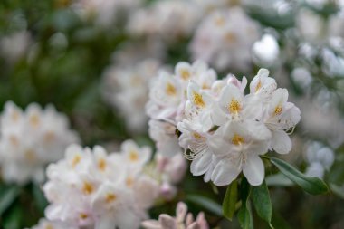 kuş kiraz bir çiçek üzerinde arı