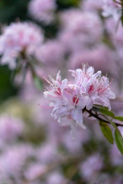 Bahçedeki pembe çiçek