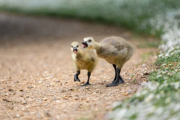 çim küçük ördek yavrusu