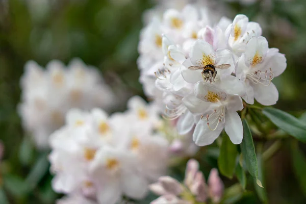 Včela Květinu Ptačí Třešně — Stock fotografie