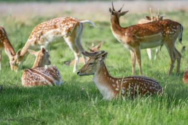 Ormanda düşen geyik