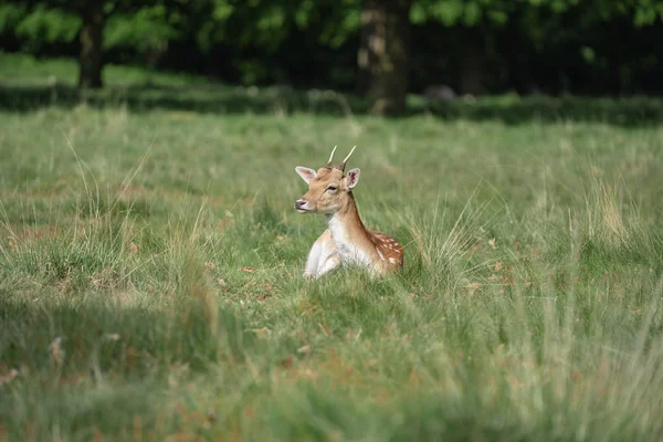 Daims Dans Forêt — Photo