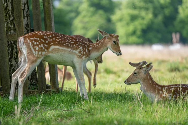 Damwild Wald — Stockfoto