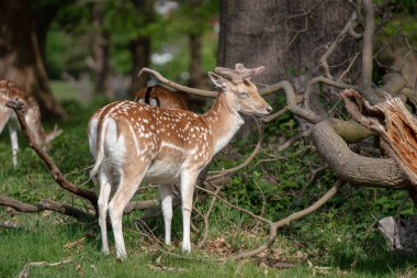 Ormanda düşen geyik