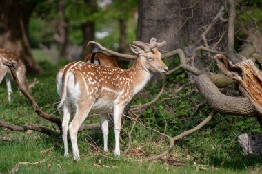 Ormanda düşen geyik