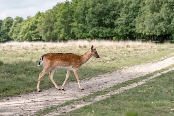 Daims Dans Forêt — Photo