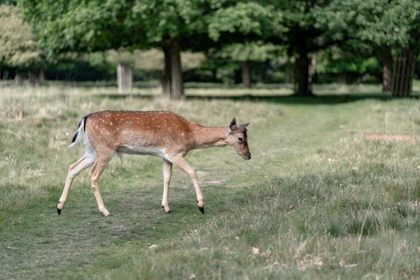 Ormanda düşen geyik