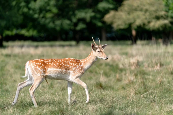 Damwild Wald — Stockfoto