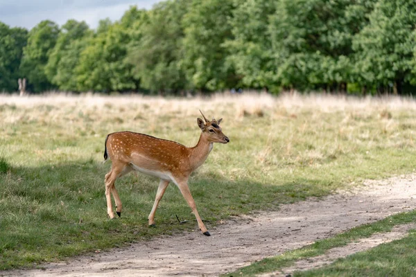 Daims Dans Forêt — Photo