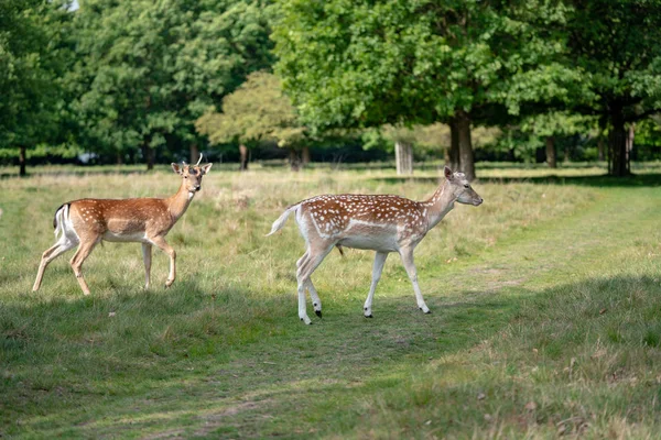 Daims Dans Forêt — Photo