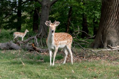 Ormanda düşen geyik
