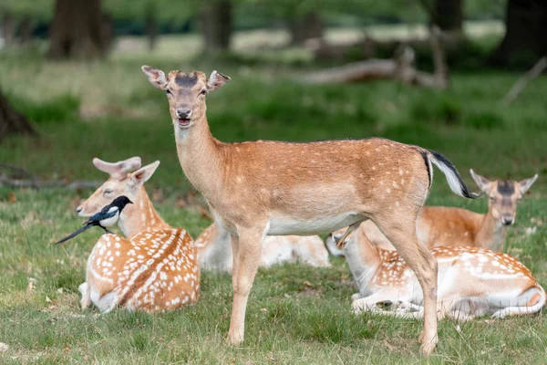 Damwild Wald — Stockfoto