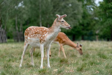 Ormanda düşen geyik