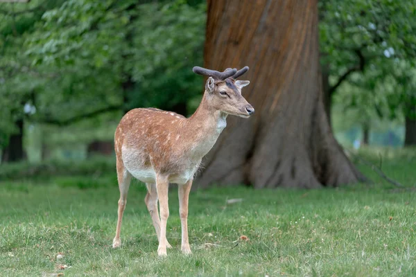 Damwild Wald — Stockfoto