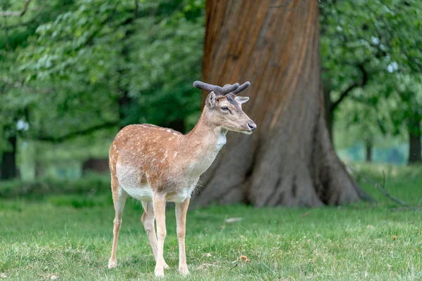 Damwild Wald Stockfoto