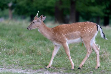 Ormanda düşen geyik