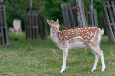 Ormanda düşen geyik