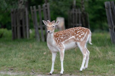 Ormanda düşen geyik