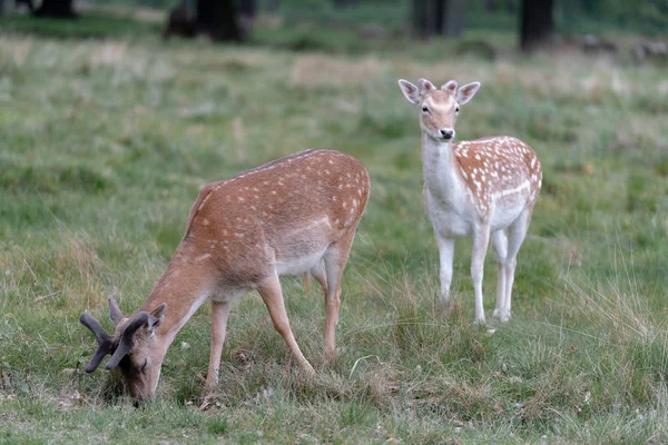 Damwild Wald — Stockfoto