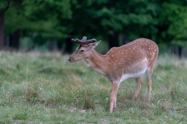 Damwild Wald — Stockfoto