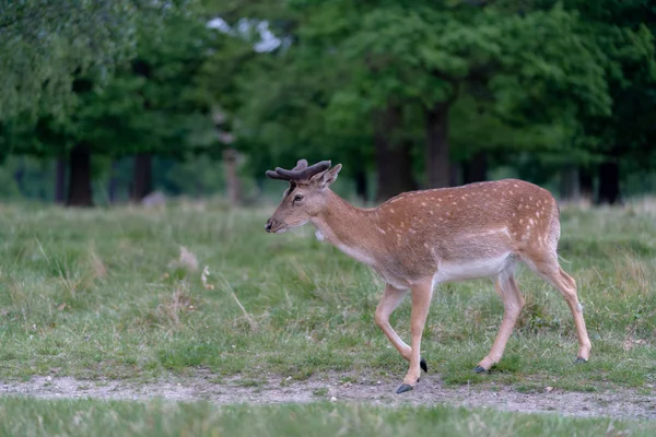 Ormanda düşen geyik