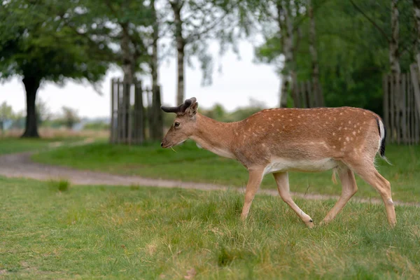 Damherten Het Bos — Stockfoto