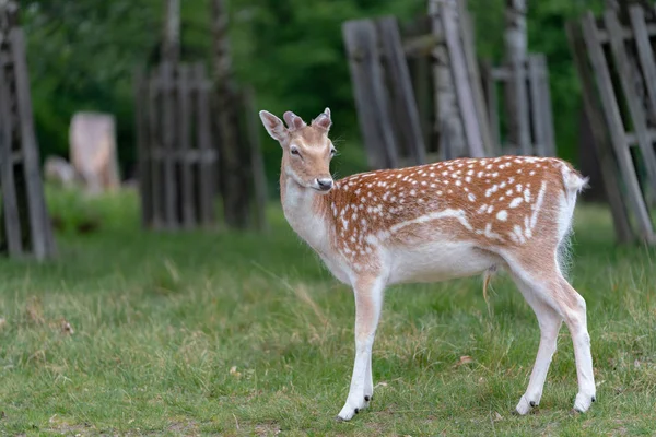 Damwild Wald Stockbild