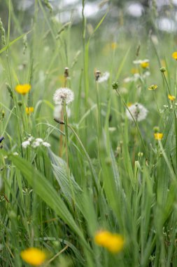 karahindiba knapweed papatya ve çim haşhaş alanında