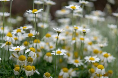 ormanda papatyaalanı