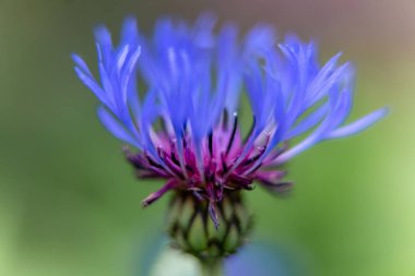 knapweed bir çiçek yakın çekim