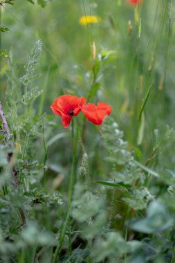 karahindiba knapweed papatya ve çim haşhaş alanında