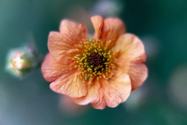 Campo Flores Amapola Campo — Foto de Stock