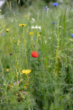 karahindiba knapweed papatya ve çim haşhaş alanında