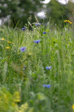 karahindiba knapweed papatya ve çim haşhaş alanında
