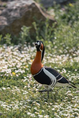 çiçeklerle çim üzerinde mandalina ördek