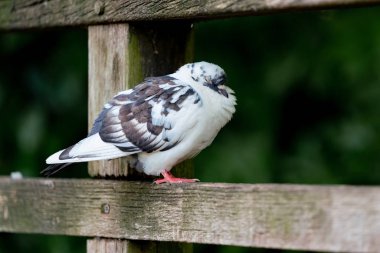 Çitteki beyaz güvercin