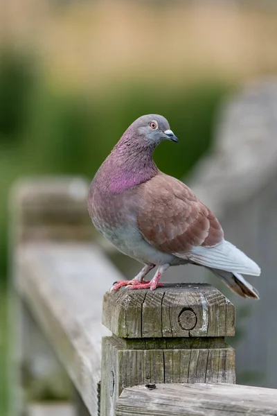 Vedduva Staketet Parken — Stockfoto