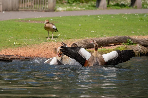 Lutar Contra Gansos Lagoa — Fotografia de Stock