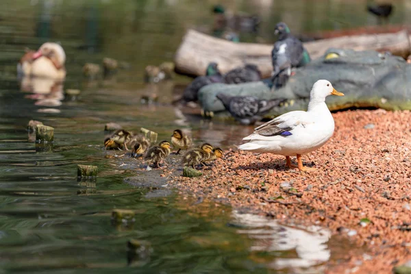 Pato Com Patinhos Lago — Fotografia de Stock