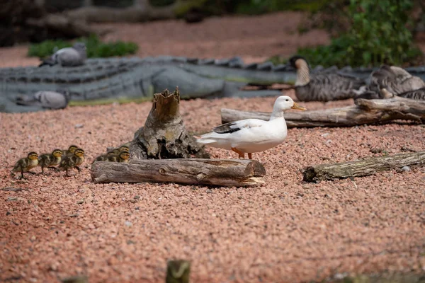 Pato Com Patinhos Lago — Fotografia de Stock