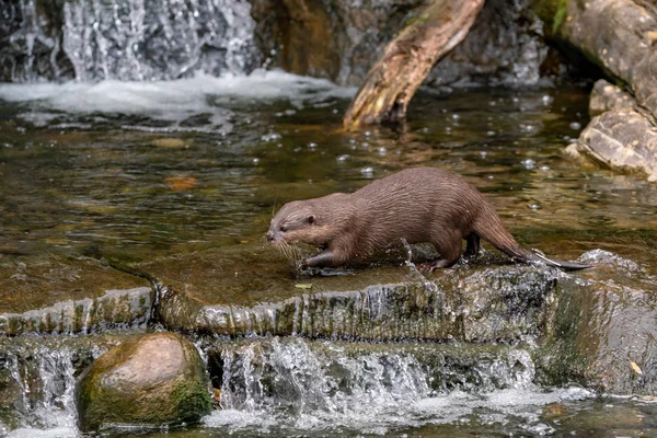 göl ve şelale su samuru 