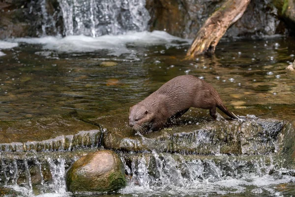 湖と滝のカワウソ — ストック写真