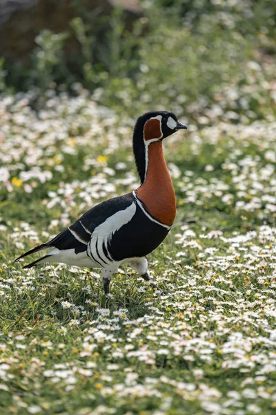 Mandarinenente Auf Dem Gras Mit Blumen lizenzfreie Stockbilder