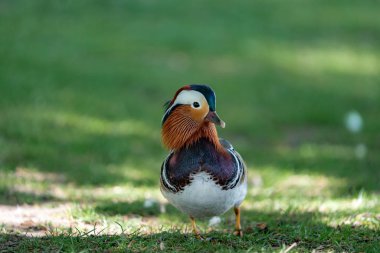 çim üzerinde mandalina ördek