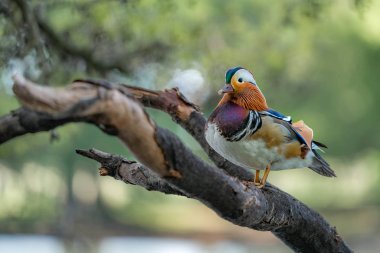 Bir dalüzerinde Mandarin ördeği