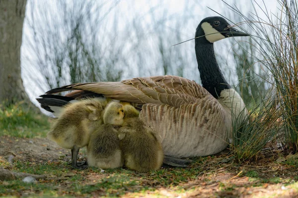 goose on grass with gosling under the wing