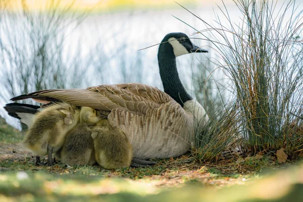 goose on grass with gosling under the wing