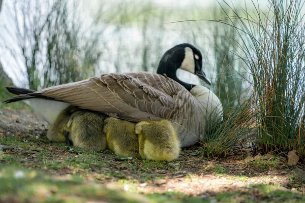 goose on grass with gosling under the wing